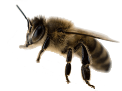 Wasp Nest Removal